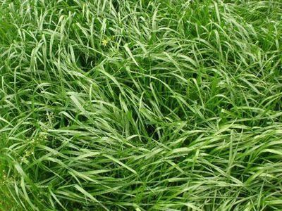 鄢陵草坪—黑麦草