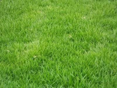 鄢陵草坪—马尼拉草坪