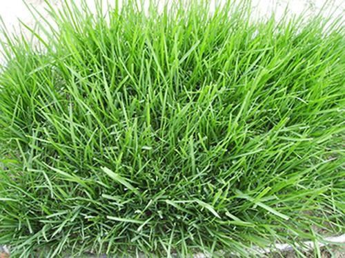 鄢陵草坪—早熟禾草坪