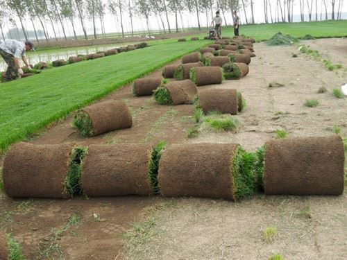 河南冷季型鄢陵草坪（本特四号，早熟禾）草体缺氮的原因及症状