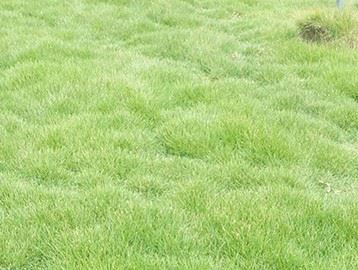 鄢陵草坪—马尼拉草坪